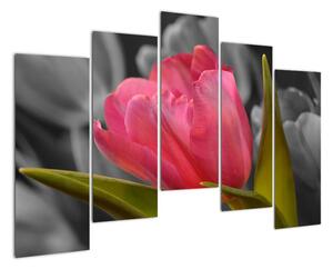 Obraz červeného tulipánu na čiernobielom pozadí (Obraz 125x90cm)