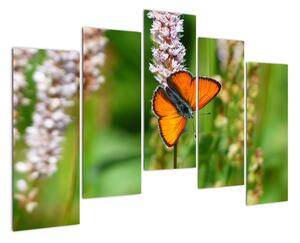 Moderný obraz motýľa na lúke (Obraz 125x90cm)