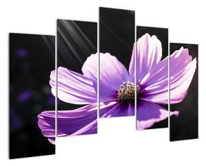 Obraz fialového kvetu (Obraz 125x90cm)