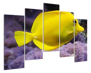 Obraz - žlté ryby (Obraz 125x90cm)