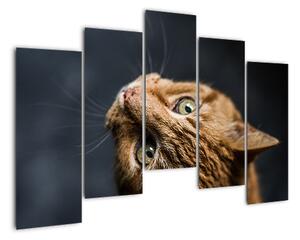 Moderný obraz - mačky (Obraz 125x90cm)