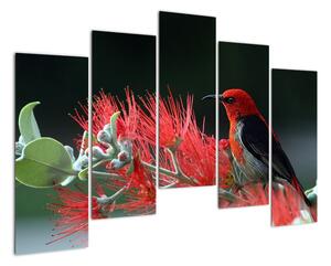 Obraz vtákov - červená (Obraz 125x90cm)