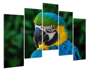 Obraz papagája (Obraz 125x90cm)