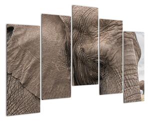 Obraz slona (Obraz 125x90cm)