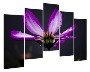 Obraz - kvety (Obraz 125x90cm)