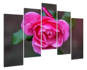Obraz ruže na stenu (Obraz 125x90cm)