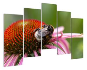 Obraz včely na kvete (Obraz 125x90cm)