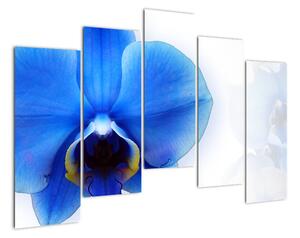 Obraz s orchideí (Obraz 125x90cm)