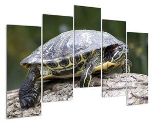 Obraz suchozemské korytnačky (Obraz 125x90cm)