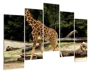 Obraz žirafy (Obraz 125x90cm)