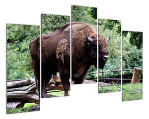 Obraz s americkým bizónom (Obraz 125x90cm)