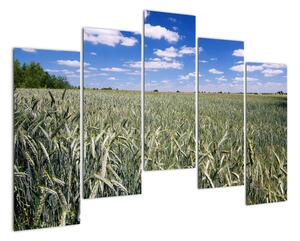 Pole pšenice - obraz (Obraz 125x90cm)