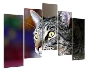 Mačka - obraz (Obraz 125x90cm)