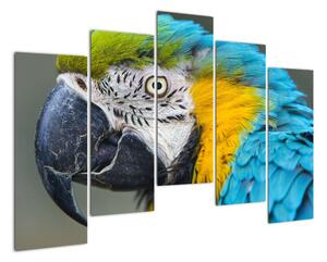Papagáj - obraz (Obraz 125x90cm)