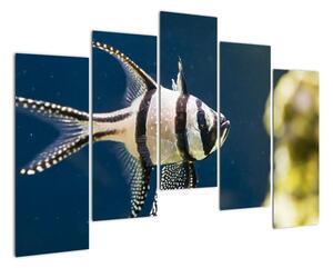 Ryba - obraz (Obraz 125x90cm)