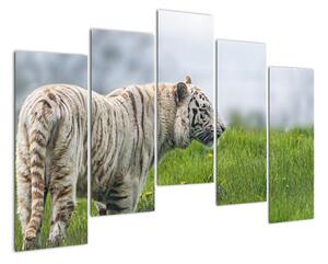 Tiger - obraz (Obraz 125x90cm)
