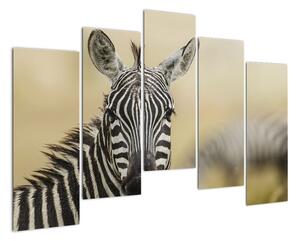 Zebra - obraz (Obraz 125x90cm)