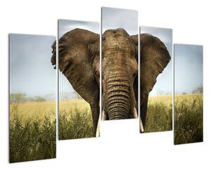 Slon - obraz (Obraz 125x90cm)