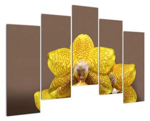 Žltá orchidea - obraz (Obraz 125x90cm)