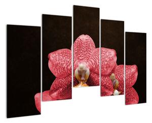 Ružová orchidea - obraz (Obraz 125x90cm)