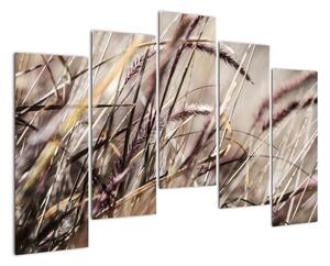 Obraz pšenica (Obraz 125x90cm)