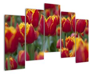 Tulipánové polia - obraz (Obraz 125x90cm)