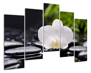 Fotka kvetu orchidey - obraz autá (Obraz 125x90cm)