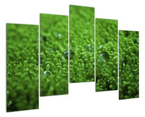 Detail trávy - obraz (Obraz 125x90cm)