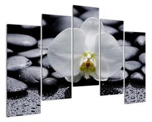 Kvet orchidey - obraz (Obraz 125x90cm)