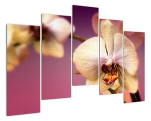 Obraz - orchidea (Obraz 125x90cm)