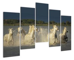 Cválajúca kone, obraz (Obraz 125x90cm)
