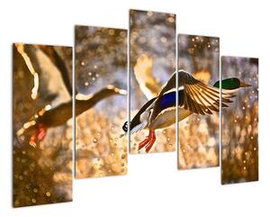 Letiaci kačice - obraz (Obraz 125x90cm)