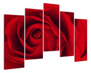 Detail červené ruže - obraz (Obraz 125x90cm)