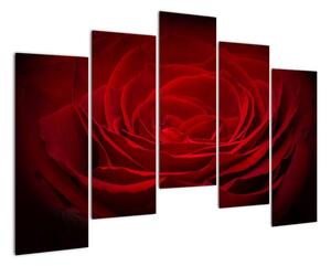 Makro ruža - obraz (Obraz 125x90cm)