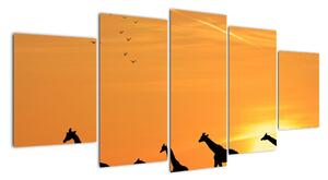 Moderný obraz - žirafy (Obraz 150x70cm)