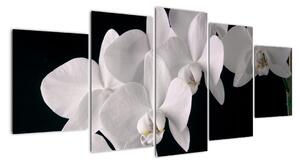 Obraz - biele orchidey (Obraz 150x70cm)