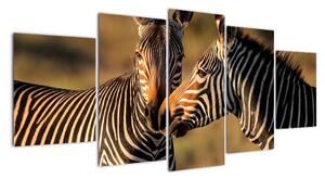 Obraz - zebry (Obraz 150x70cm)
