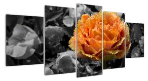 Oranžový kvet na čiernobielom pozadí - obraz (Obraz 150x70cm)