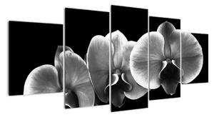 Čiernobiely obraz - orchidea (Obraz 150x70cm)