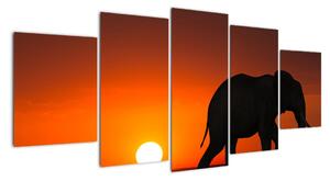 Obraz slona v zapadajúcom slnku (Obraz 150x70cm)