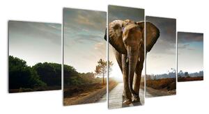 Obraz kráčajúceho slona (Obraz 150x70cm)