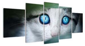 Obraz mačky, žiarivé oči (Obraz 150x70cm)