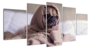 Obraz - pes v deke (Obraz 150x70cm)