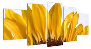 Obraz kvetu slnečnice (Obraz 150x70cm)