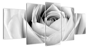 Čiernobiely obraz ruže (Obraz 150x70cm)