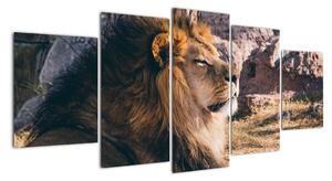 Obraz - ležiaci lev (Obraz 150x70cm)