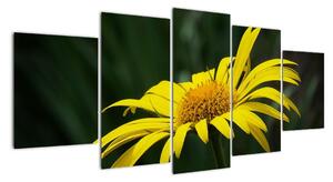 Obraz žltého kvetu (Obraz 150x70cm)