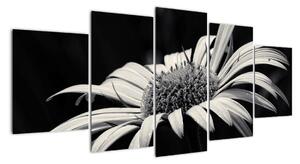Čiernobiely obraz kvetu (Obraz 150x70cm)