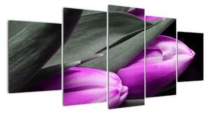 Obraz fialových tulipánov (Obraz 150x70cm)