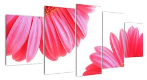 Obraz kvetín - astra (Obraz 150x70cm)